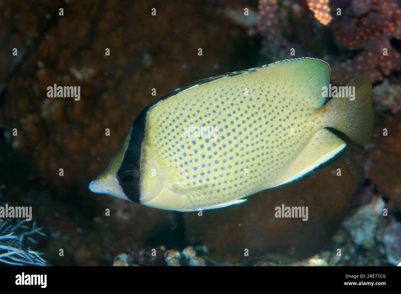 Speckled Butterflyfish, Chaetodon citrinellus,Angel's WIndow dive site, Lembeh Straits, Sulawesi, Indonesia Stock Photo