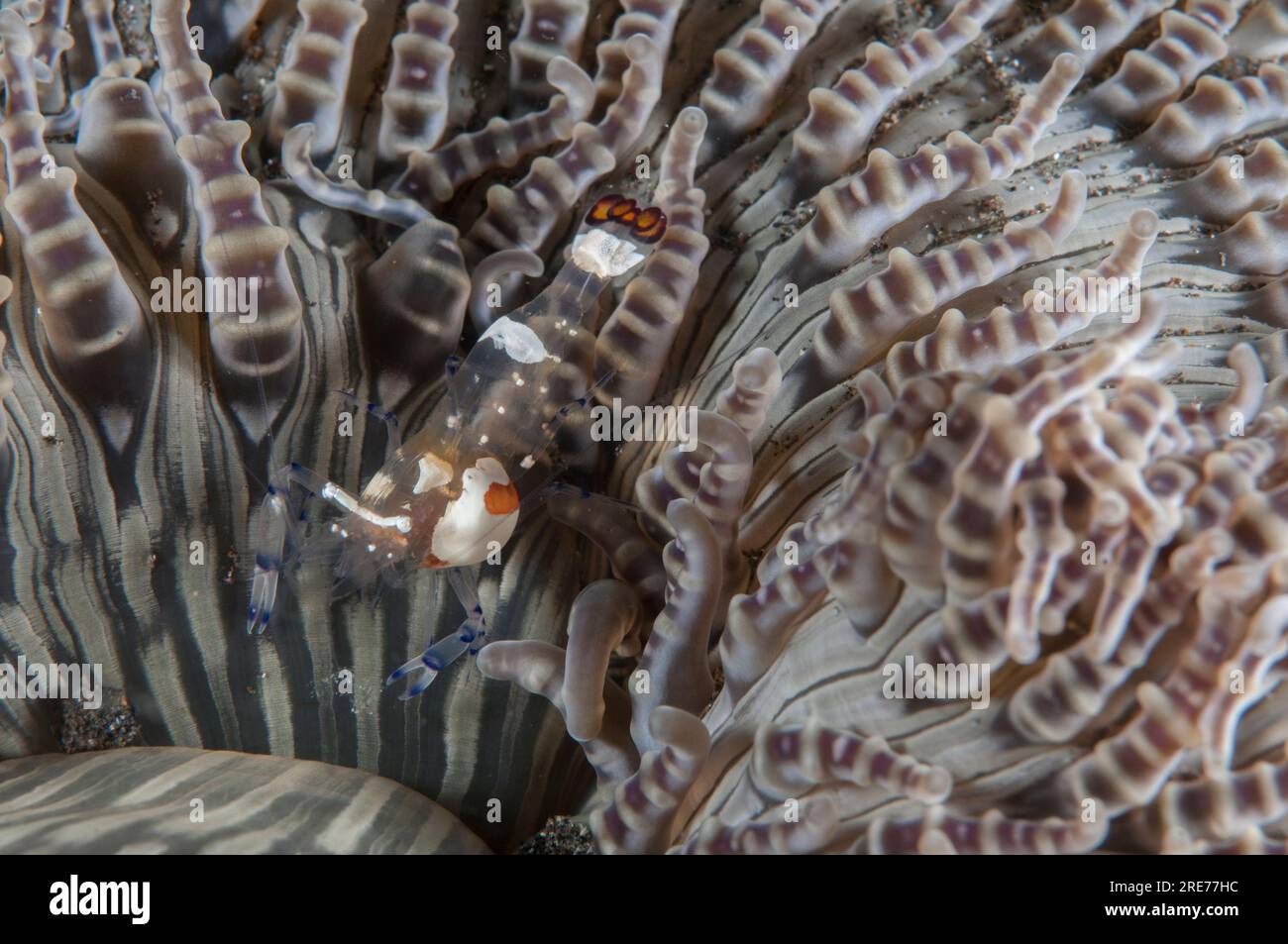 Peacock-tail Anemone Shrimp, Periclimenes brevicarpalis, on Beaded Sea Anemone, Heteractis aurora, Air Bajo dive site, Lembeh Straits, Sulawesi, Indon Stock Photo