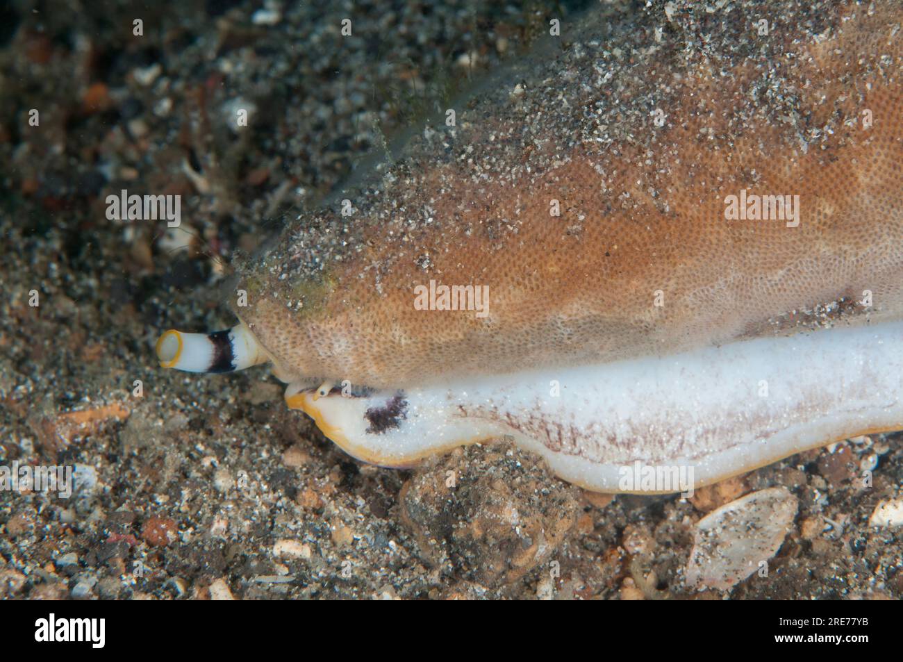 Siphon and eye poking out of venomous Cone Shell, Conus sp, on sand, Pantai Parigi dive site, Lembeh Straits, Sulawesi, Indonesia Stock Photo