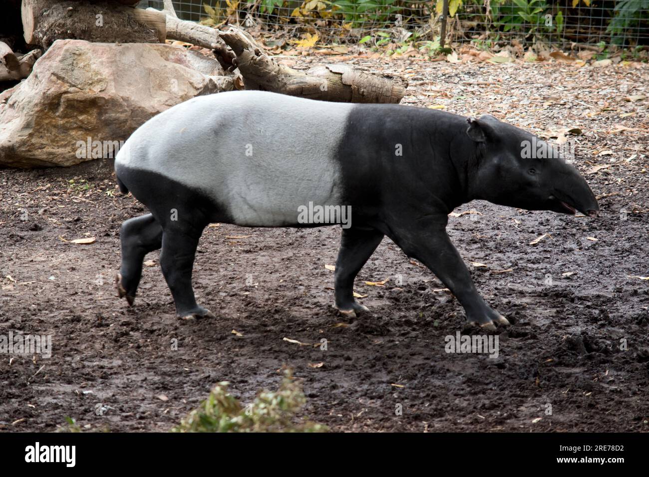 this is a side vie of a Malaysian tapir Stock Photo