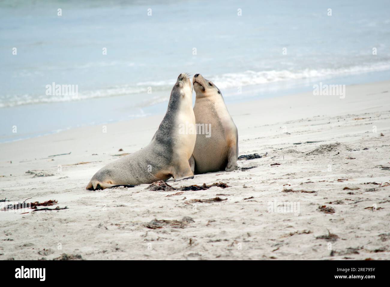 Sea lions are characterized by external ear flaps, long fore flippers, and a big chest and belly. They have short, thick fur, covering a thick layer o Stock Photo