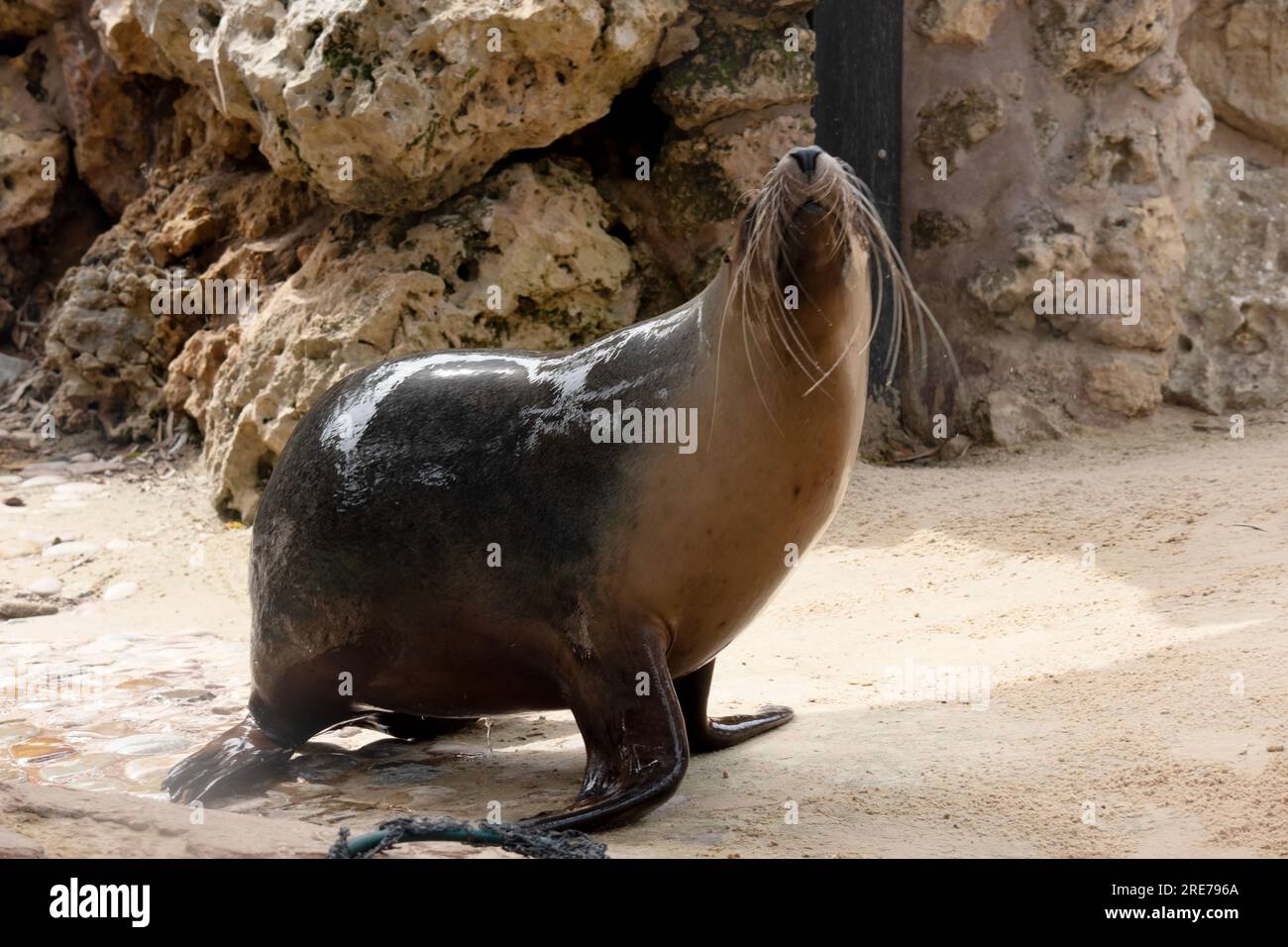 Sea lions are characterized by external ear flaps, long fore flippers, and a big chest and belly. They have short, thick fur, covering a thick layer o Stock Photo