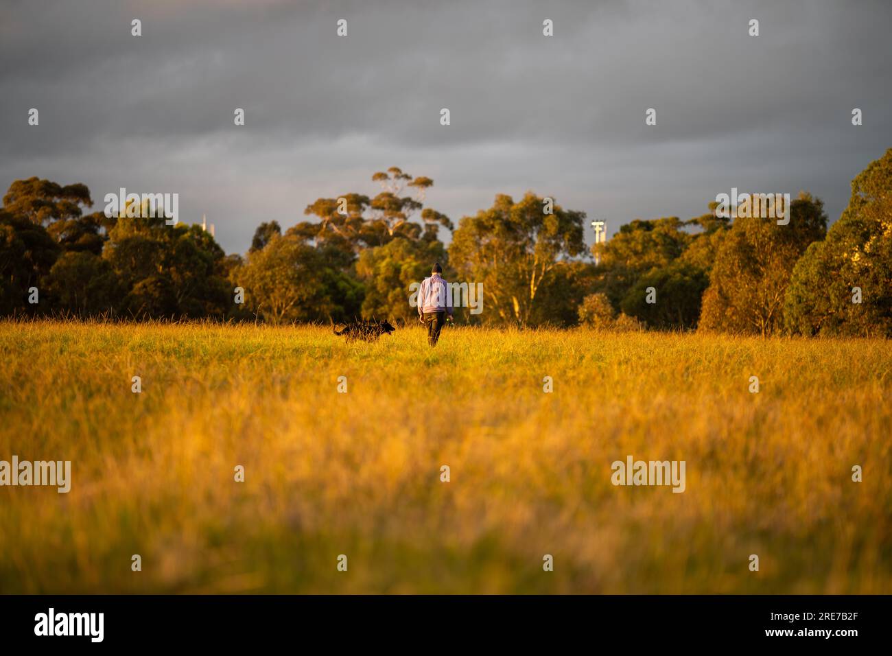pasture and grasses on a regenerative farm. native plants storaging carbon at dusk Stock Photo