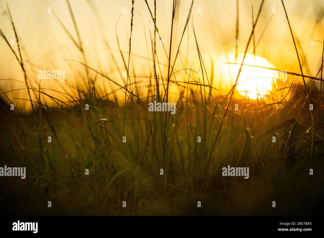 pasture and grasses on a regenerative farm. native plants storaging carbon at dusk Stock Photo