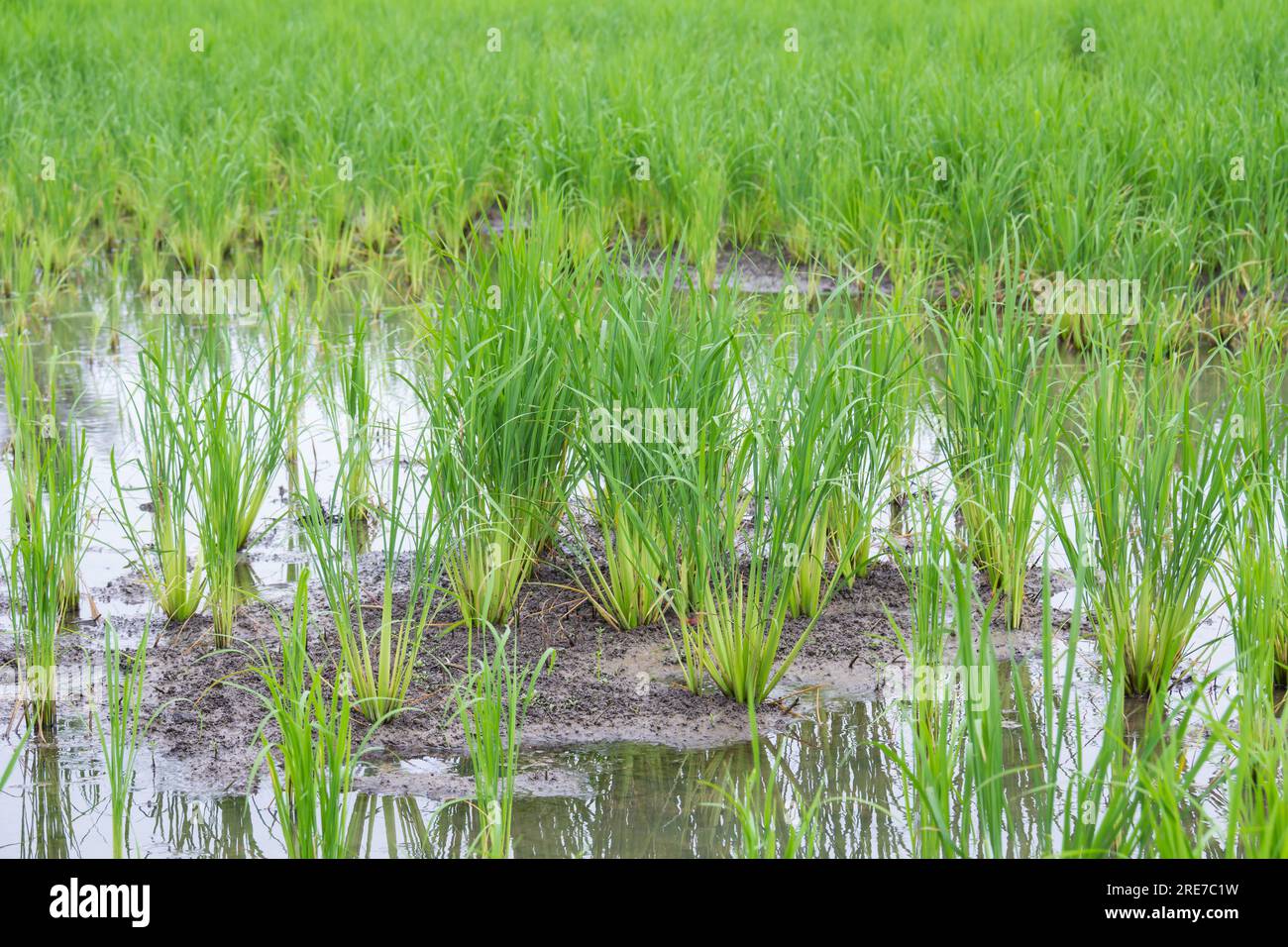Early Rice Field rice field in early stage Stock Photo - Alamy