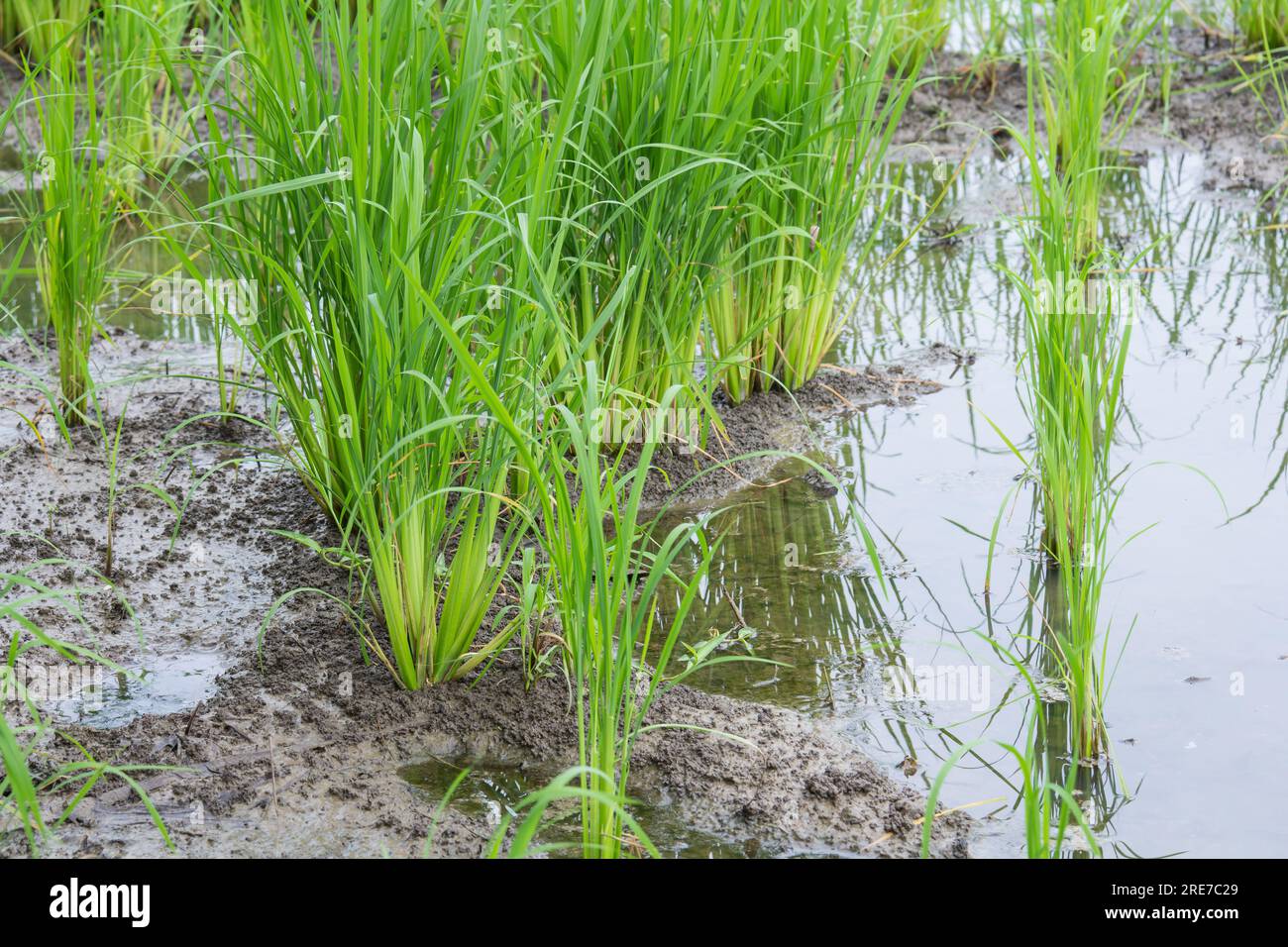 Early Rice Field rice field in early stage Stock Photo - Alamy
