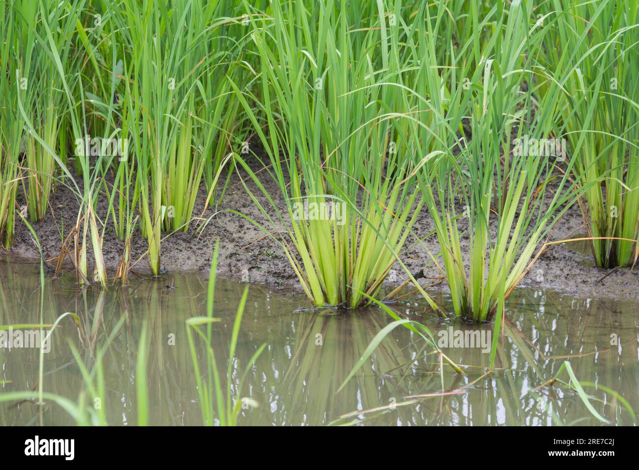 Early Rice Farming rice field in early stage Stock Photo - Alamy