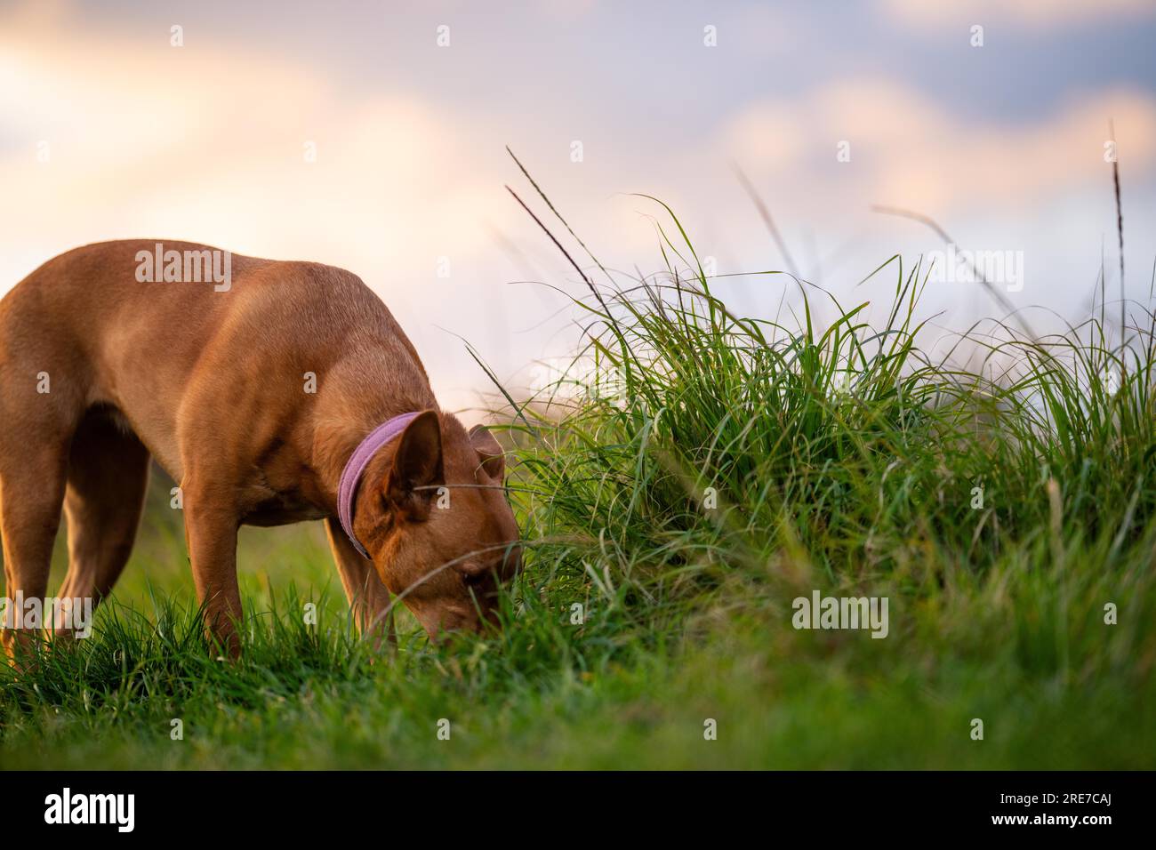 Native plants grazing australia hi-res stock photography and images - Alamy