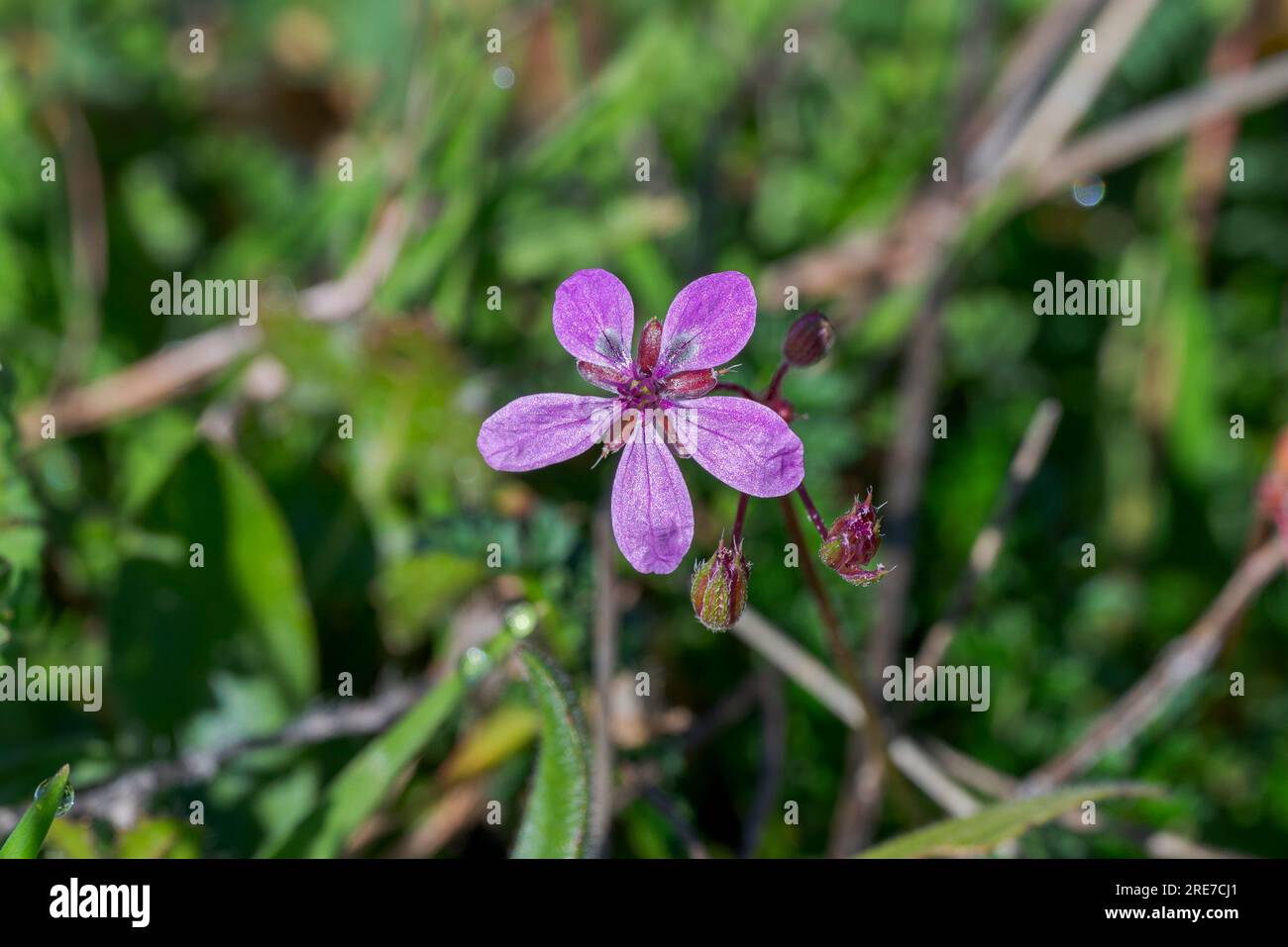 Common stork’s bill, Erodium cicutarium. It is an herbaceous annual member of the family Geraniaceae of flowering plants. Photo taken in Colmenar Viej Stock Photo
