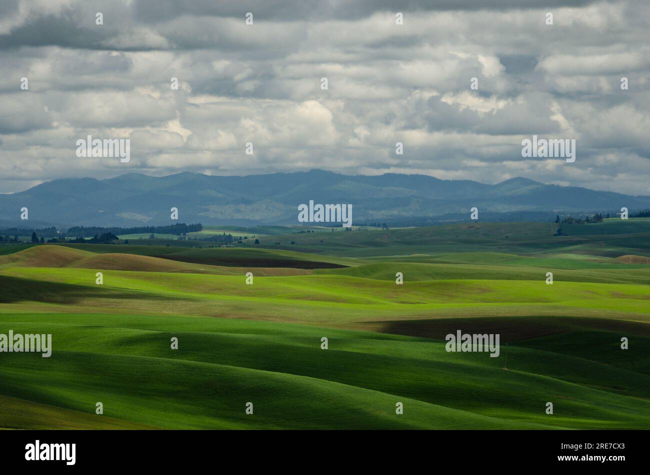 Rolling, green hills and forested ridges under afternoon clouds. Washington/Idaho border, USA. Stock Photo