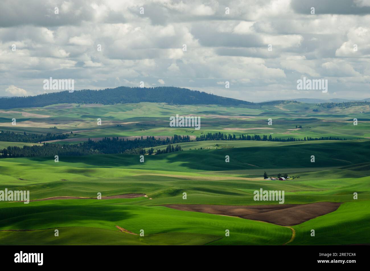 Aerial view of rolling green hills and Kamiak Butte. From Steptoe Butte, Washington, USA. Stock Photo
