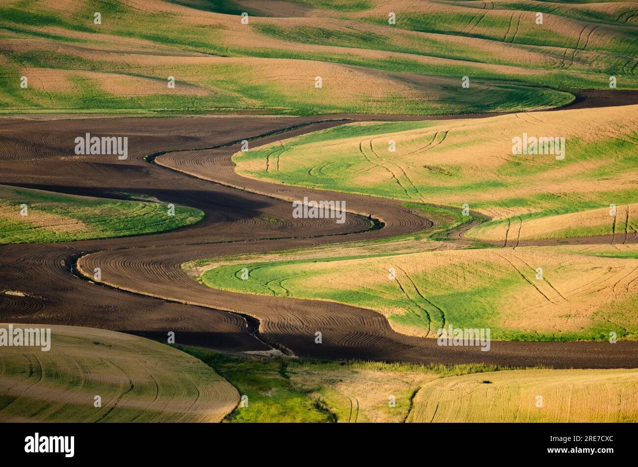 Rolling fields on a summer morning. Whitman County, Washington, USA. Stock Photo