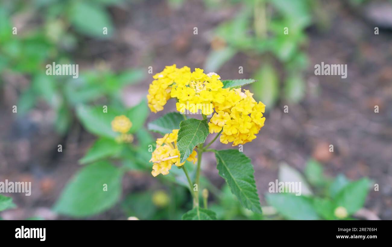 Close-up of yellow lantana flower (Lantana camara). Lantanas are famous for blooming colorful flowers. Stock Photo