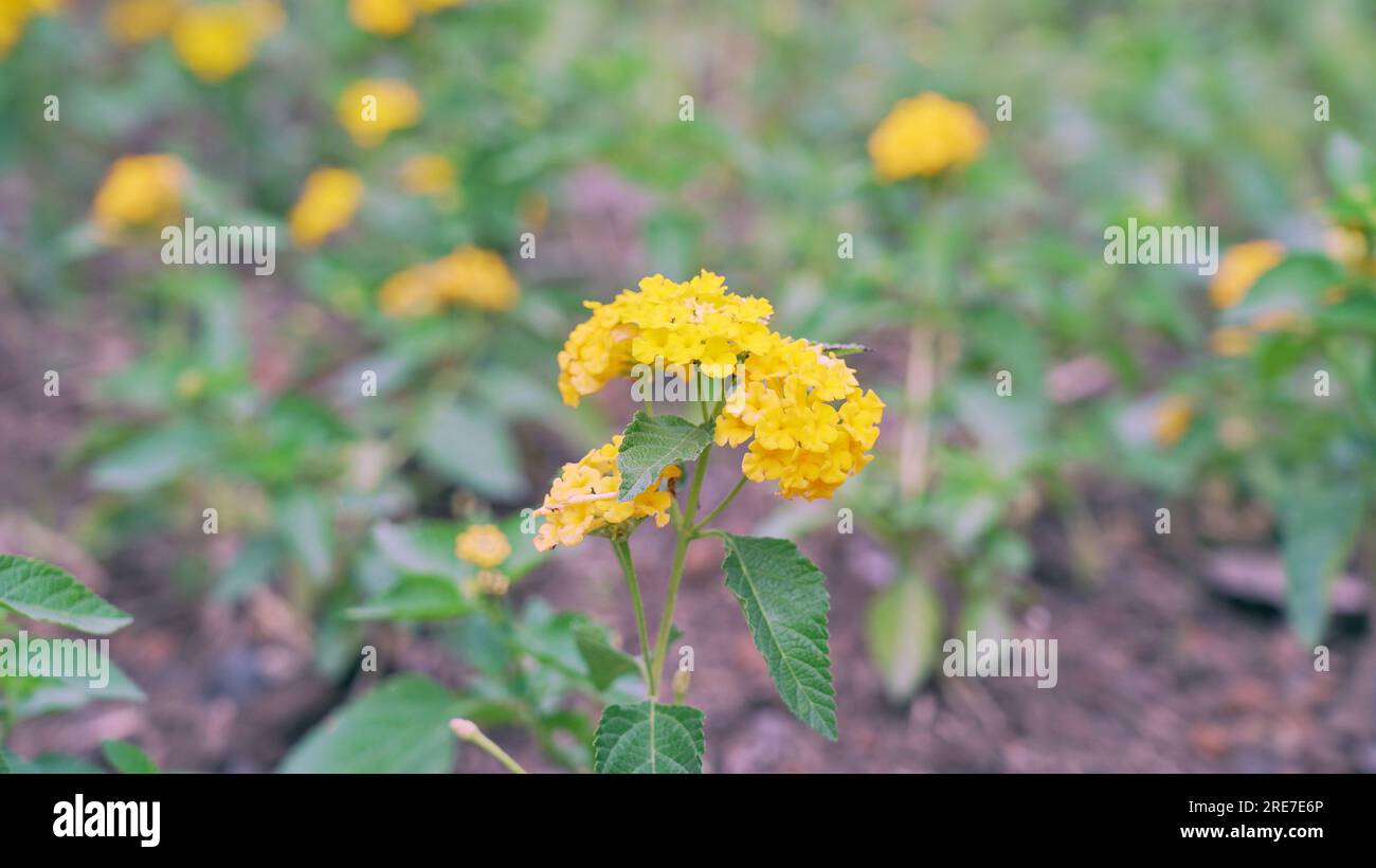 Close-up of yellow lantana flower (Lantana camara). Lantanas are famous for blooming colorful flowers. Stock Photo