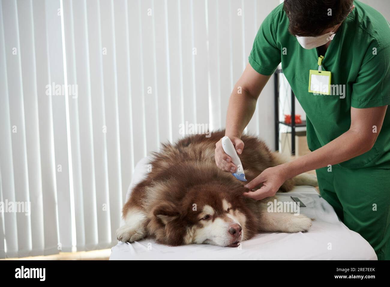 Vet shaving tangled and knotted fur of big samoyed dog Stock Photo Alamy
