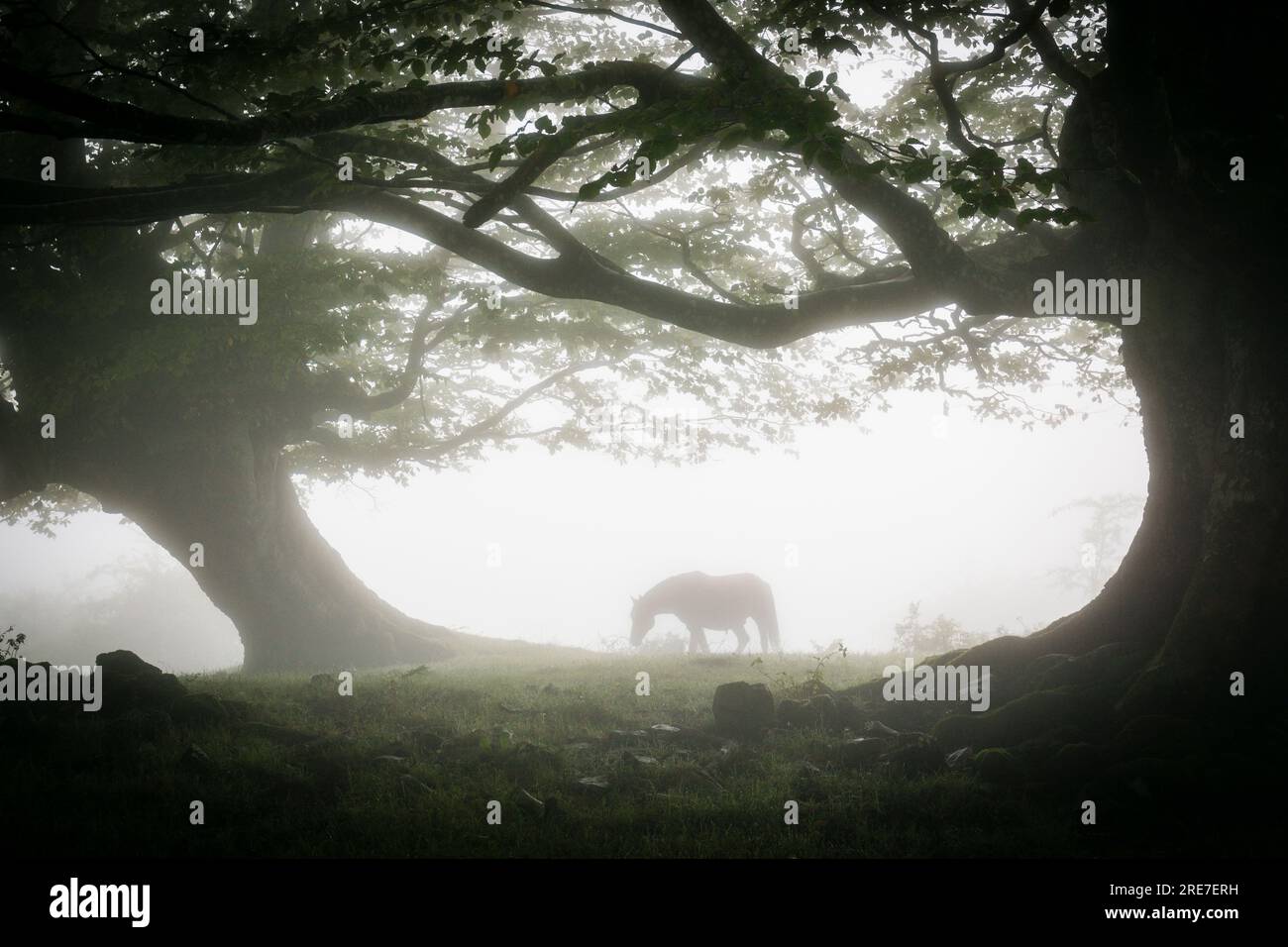 caballo bajo las hayas, fagus Sylvaticus, parque natural Gorbeia,Alava- Vizcaya, Euzkadi, Spain Stock Photo