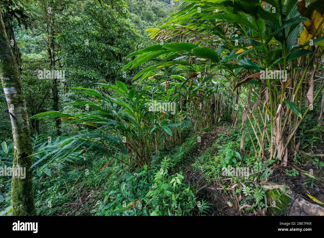 Cardamom plantation, Lancetillo, La Parroquia, Reyna area, Quiche, Guatemala, Central America Stock Photo