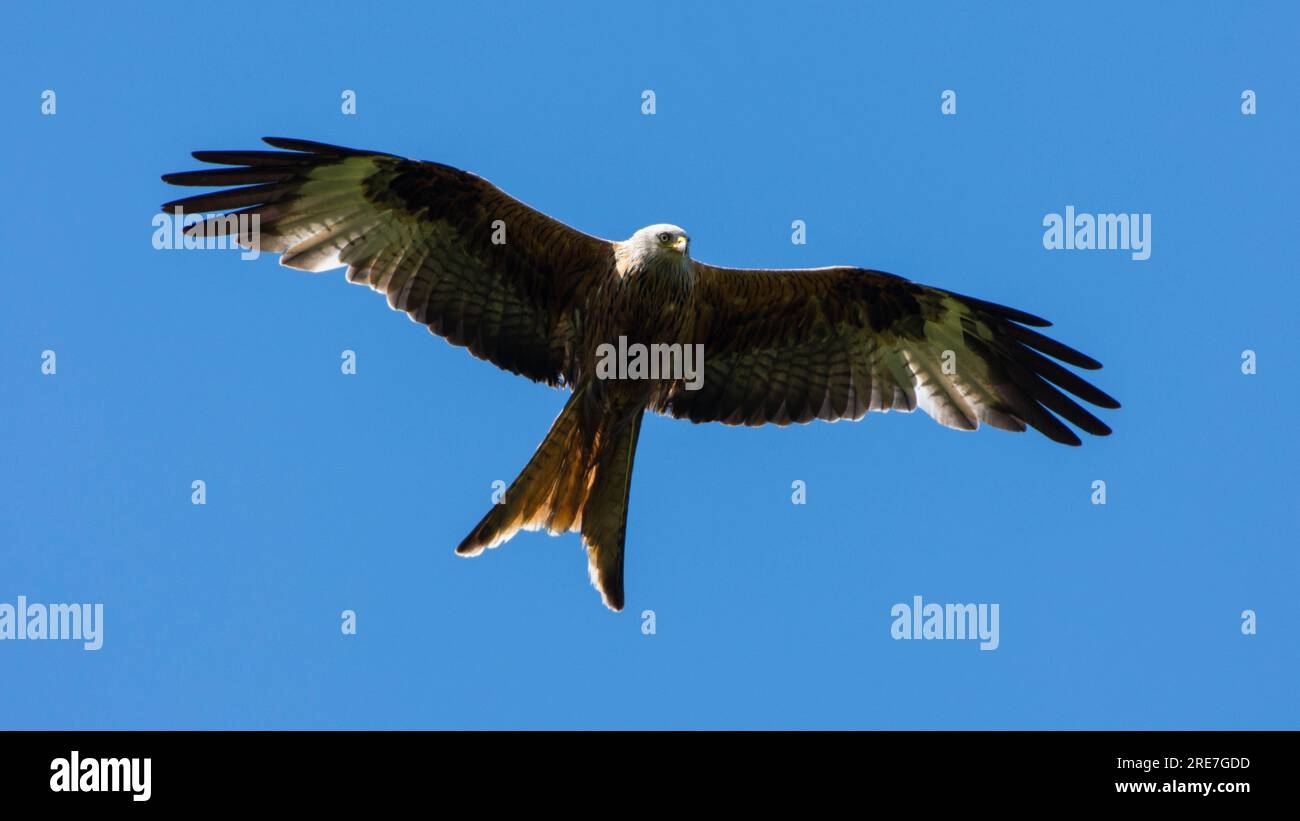Hovering Red Kite Stock Photo Alamy