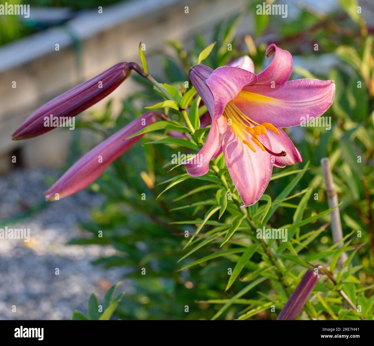 'Pink Perfection' Trumpet Lily, Kungslilja (Lilium regale) Stock Photo