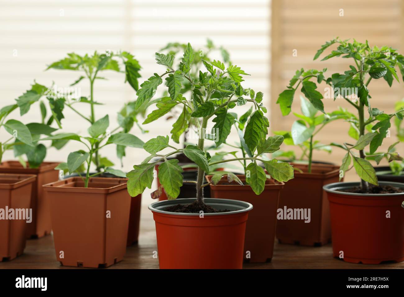 Seedlings growing in plastic containers with soil on table Stock Photo