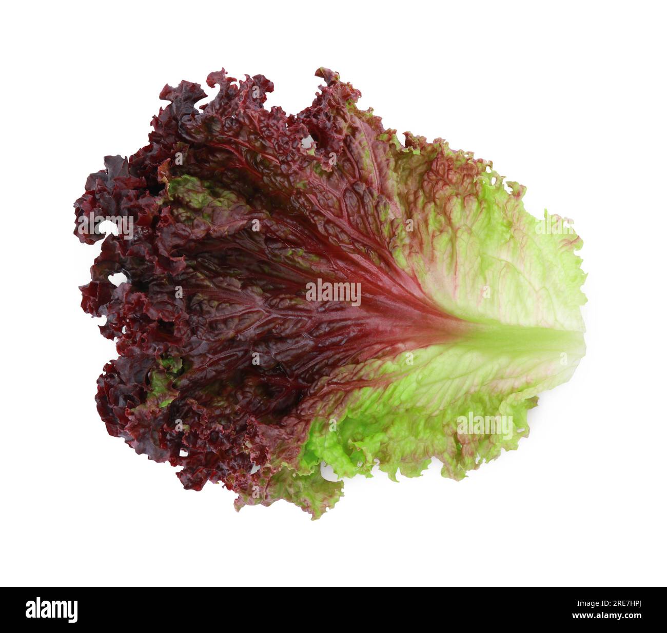 Leaf of fresh red coral lettuce isolated on white Stock Photo Alamy