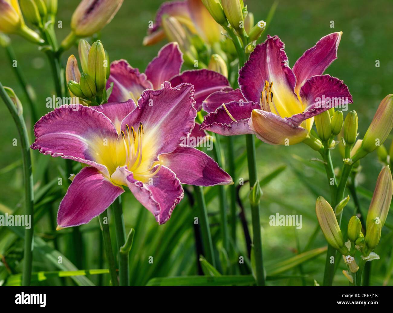 'Mountain Bluebird' Daylily, Daglilja (Hemerocallis Stock Photo - Alamy
