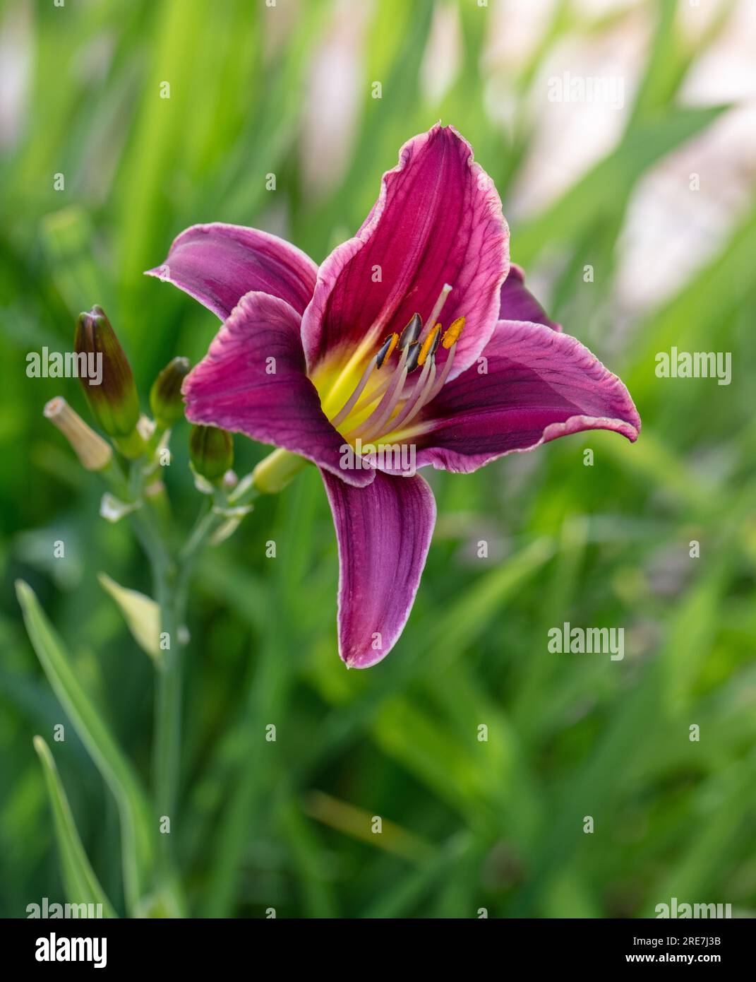 'Little Missy' Daylily, Daglilja (Hemerocallis Stock Photo Alamy
