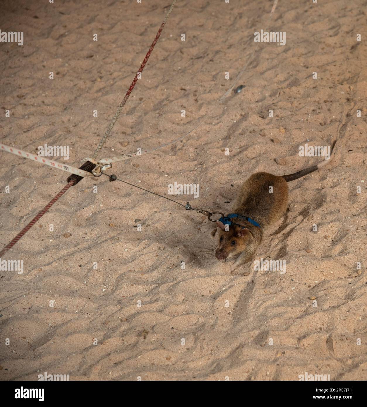 African Giant Land Rat searching area for mines, APOPO land mine clearance centre using Detection Rats to speed up land clearance, Siem Reap, Cambodia Stock Photo