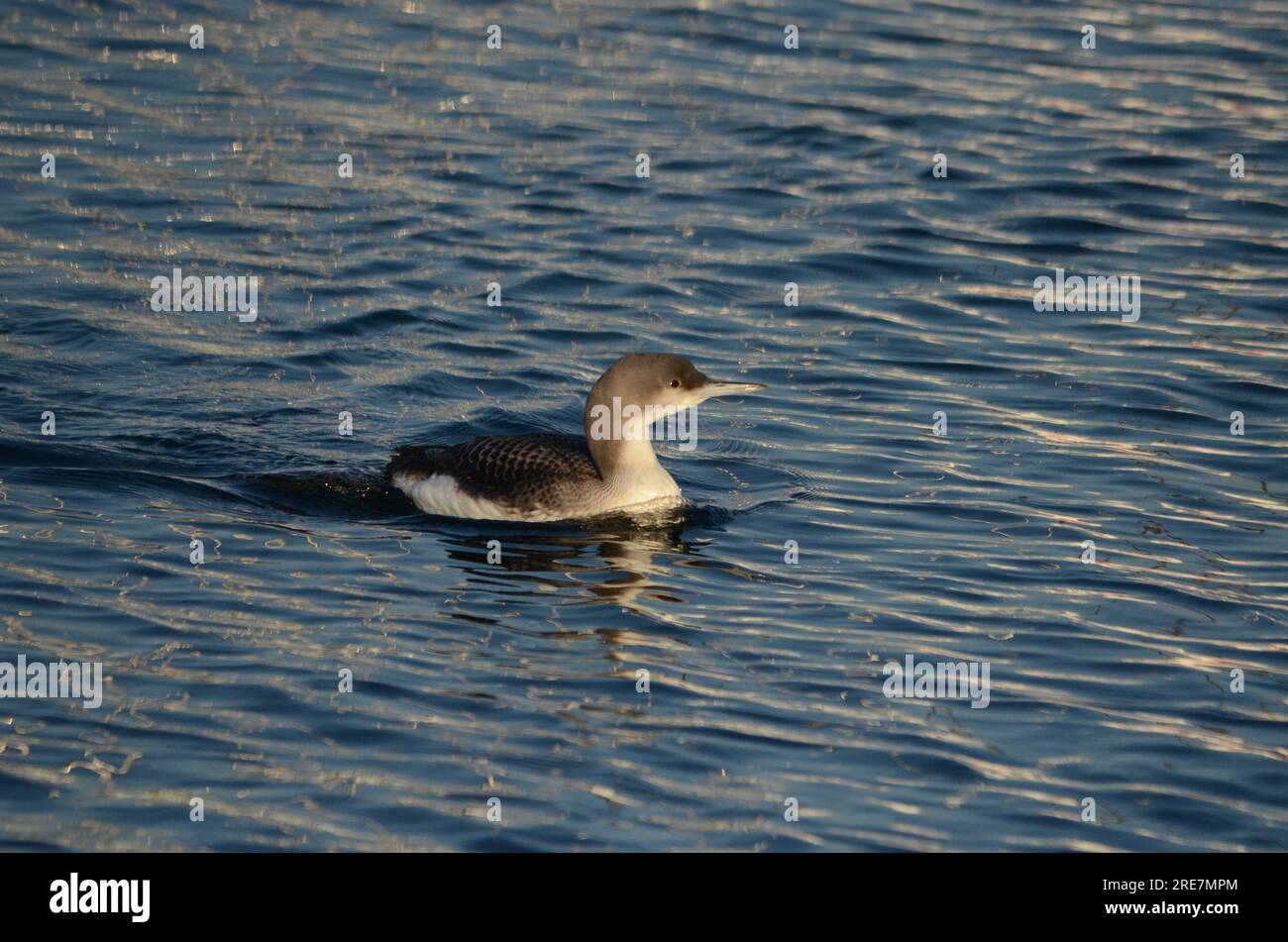 Black Throated Diver Stock Photo