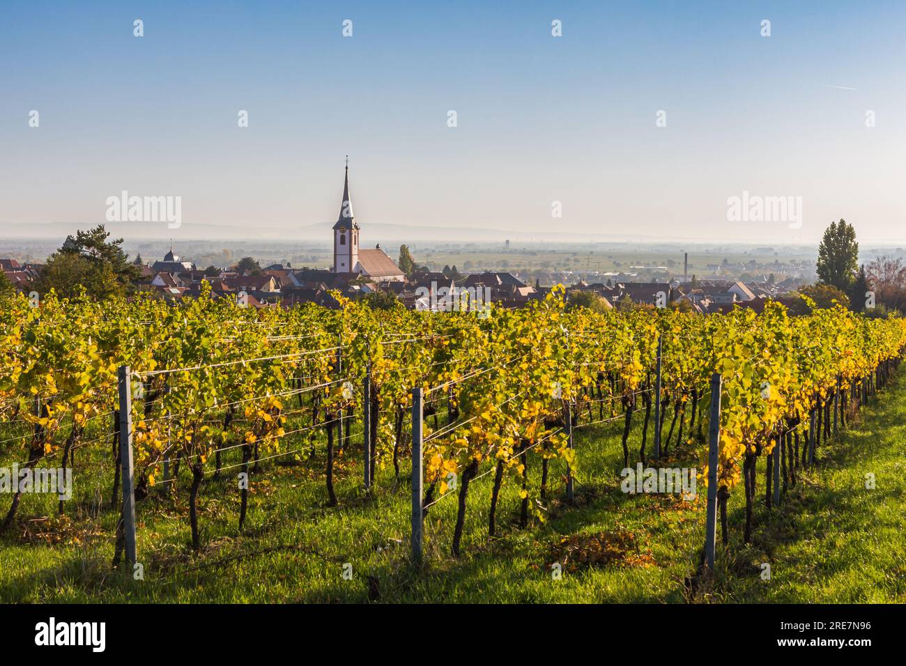 View from vineyards to Maikammer with the catholic church in autumn, German Wine Route, Rhineland-Palatinate, Germany Stock Photo