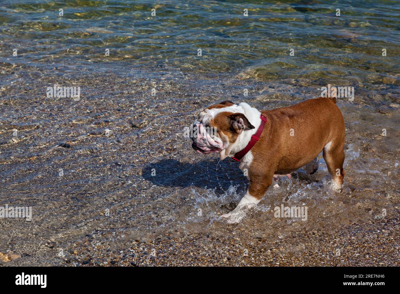 A red English British bulldog on a walk near the sea, went into the water to cool off and drink
