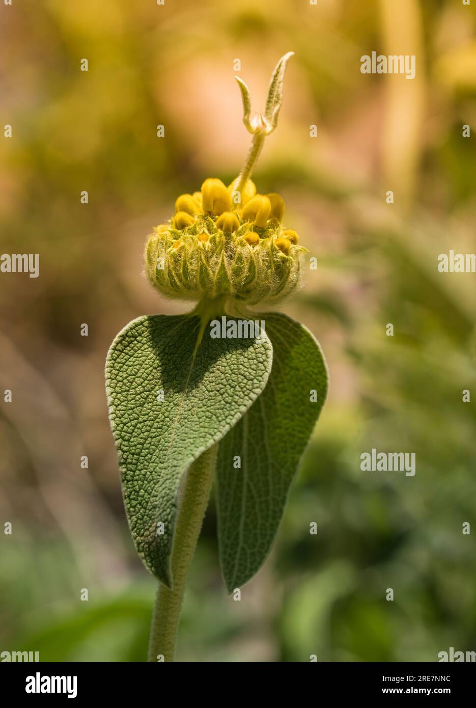 Phlomis fruticosa or 'Jerusalem sage' buds and leaves on the blurred background Stock Photo