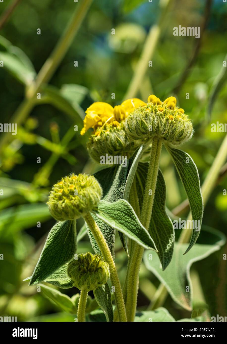 The plant Phlomis fruticosa growing in the mountains on a sunny, spring day close-up. Catalonia, Spain Stock Photo