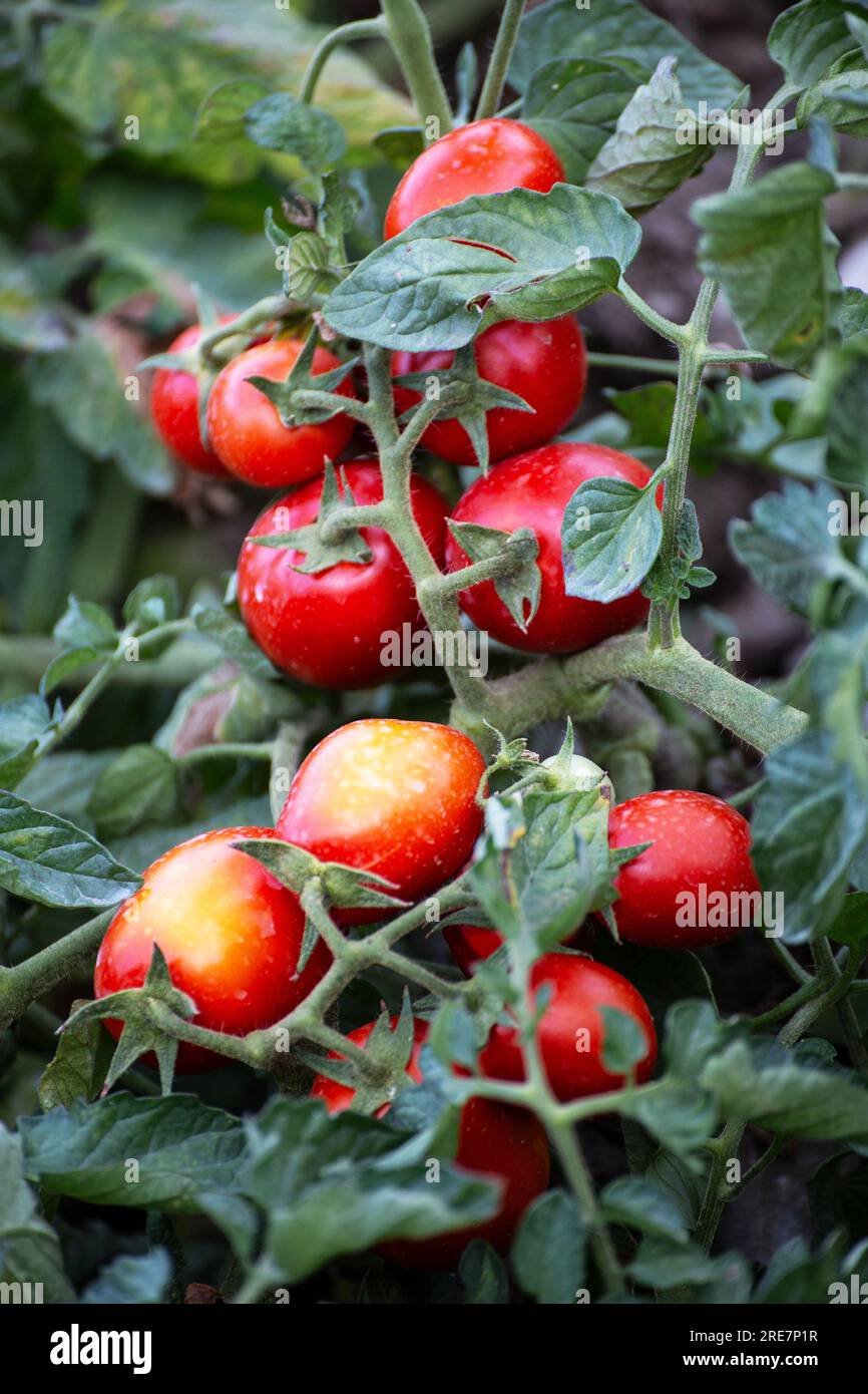 Sustainable organic agriculture hi-res stock photography and images - Alamy