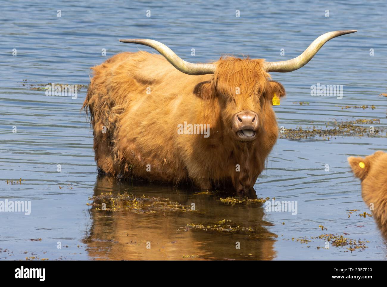 Scottish brown highland cow with big horns standing in the water to ...