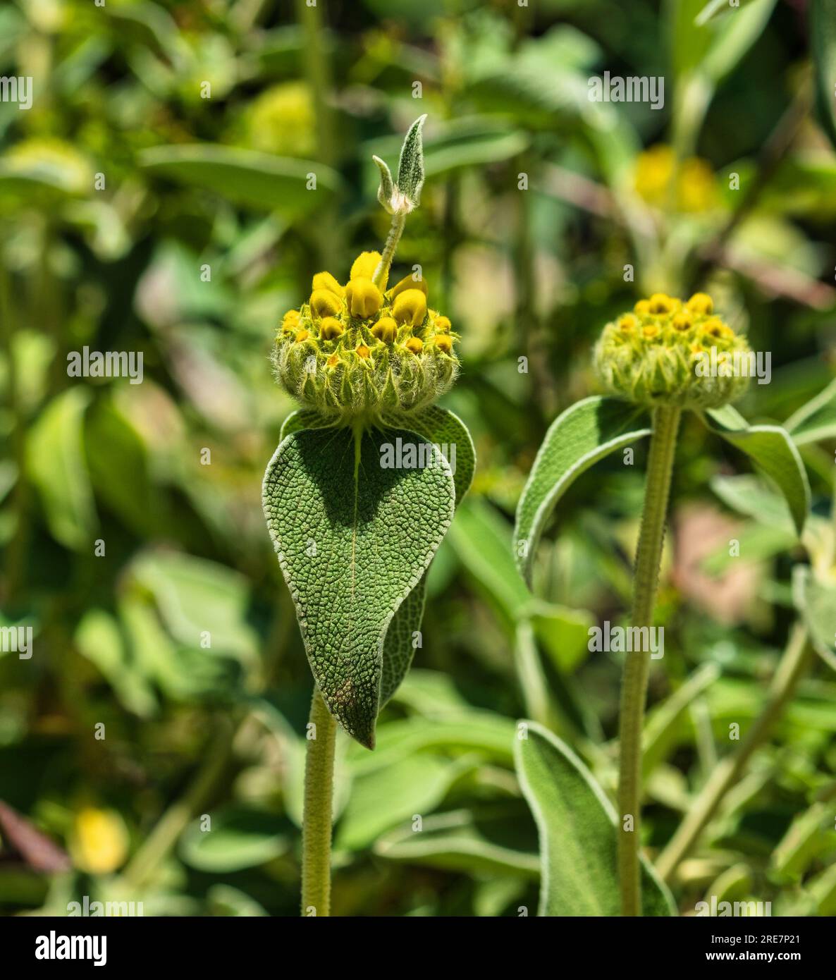 The plant Phlomis fruticosa growing in the mountains on a sunny, spring day close-up. Catalonia, Spain Stock Photo