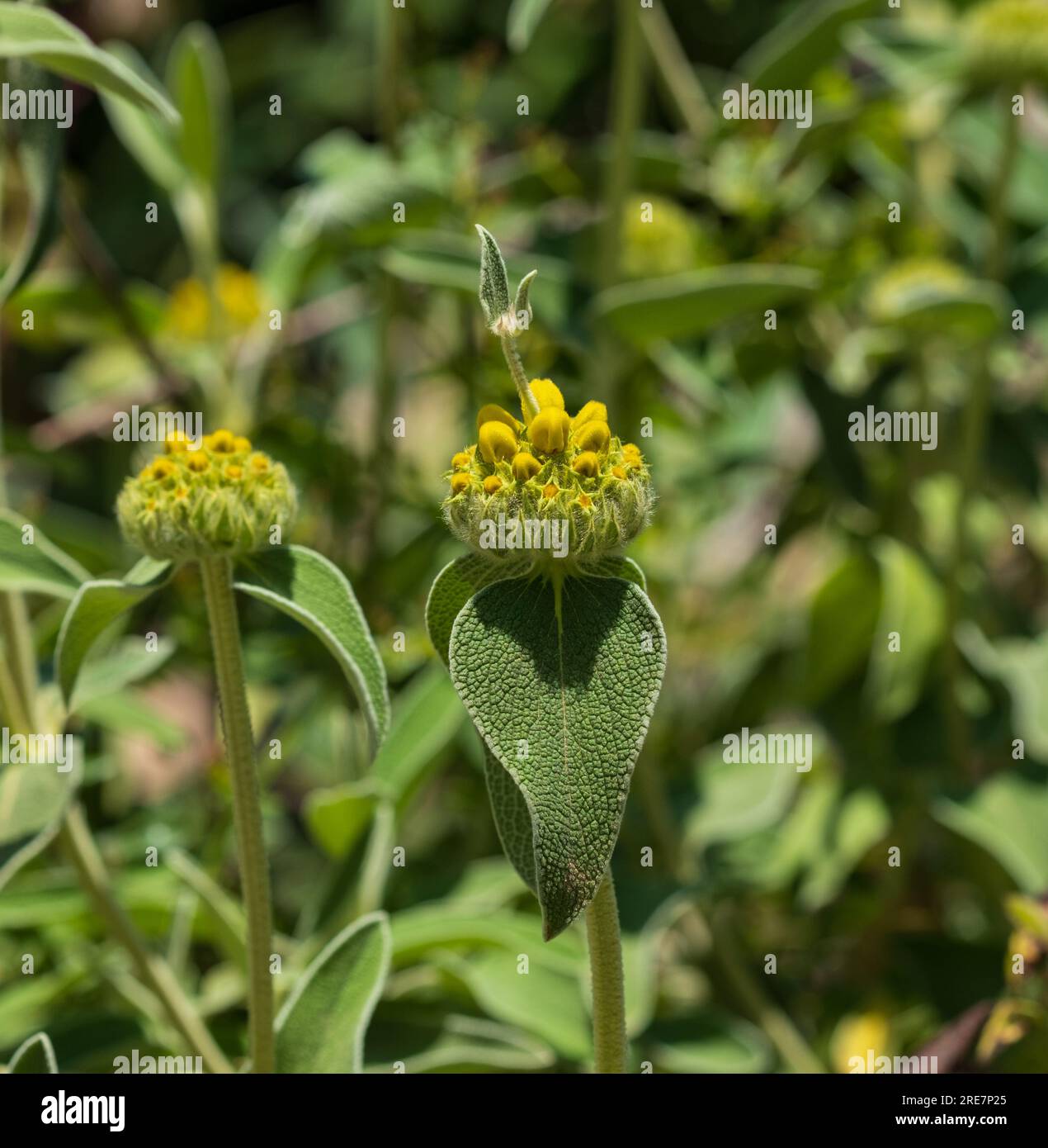 Jerusalem sage flower bud Latin name Phlomis fruticosa. Phlomis
