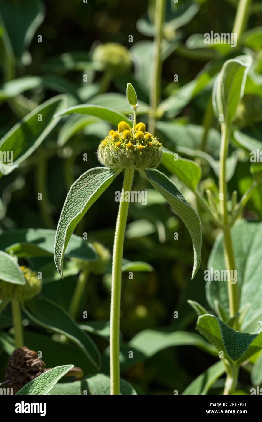 Phlomis fruticosa or 'Jerusalem sage' buds and leaves Stock Photo
