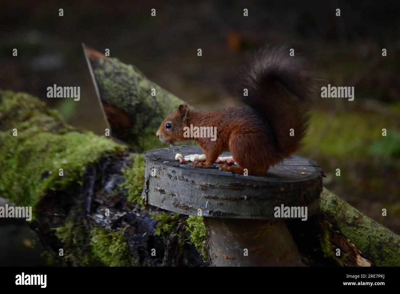 Eurasia visual data 4