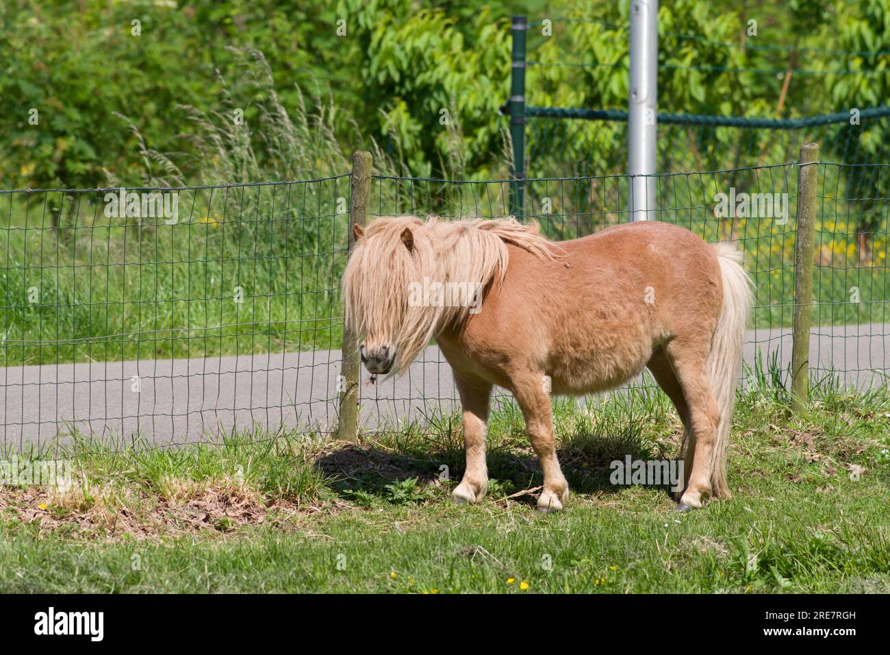 Brown horse in green pasture standing in front of a fence Stock Photo ...