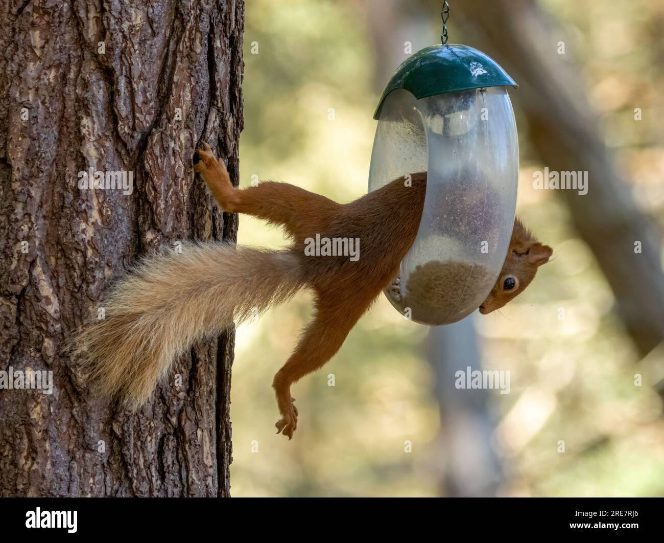 https://c8.alamy.com/comp/2RE7RJ6/funny-scottish-red-squirrel-balancing-on-a-tree-trunk-to-raid-a-bird-feeder-and-eat-the-sunflower-hearts-2RE7RJ6.jpg