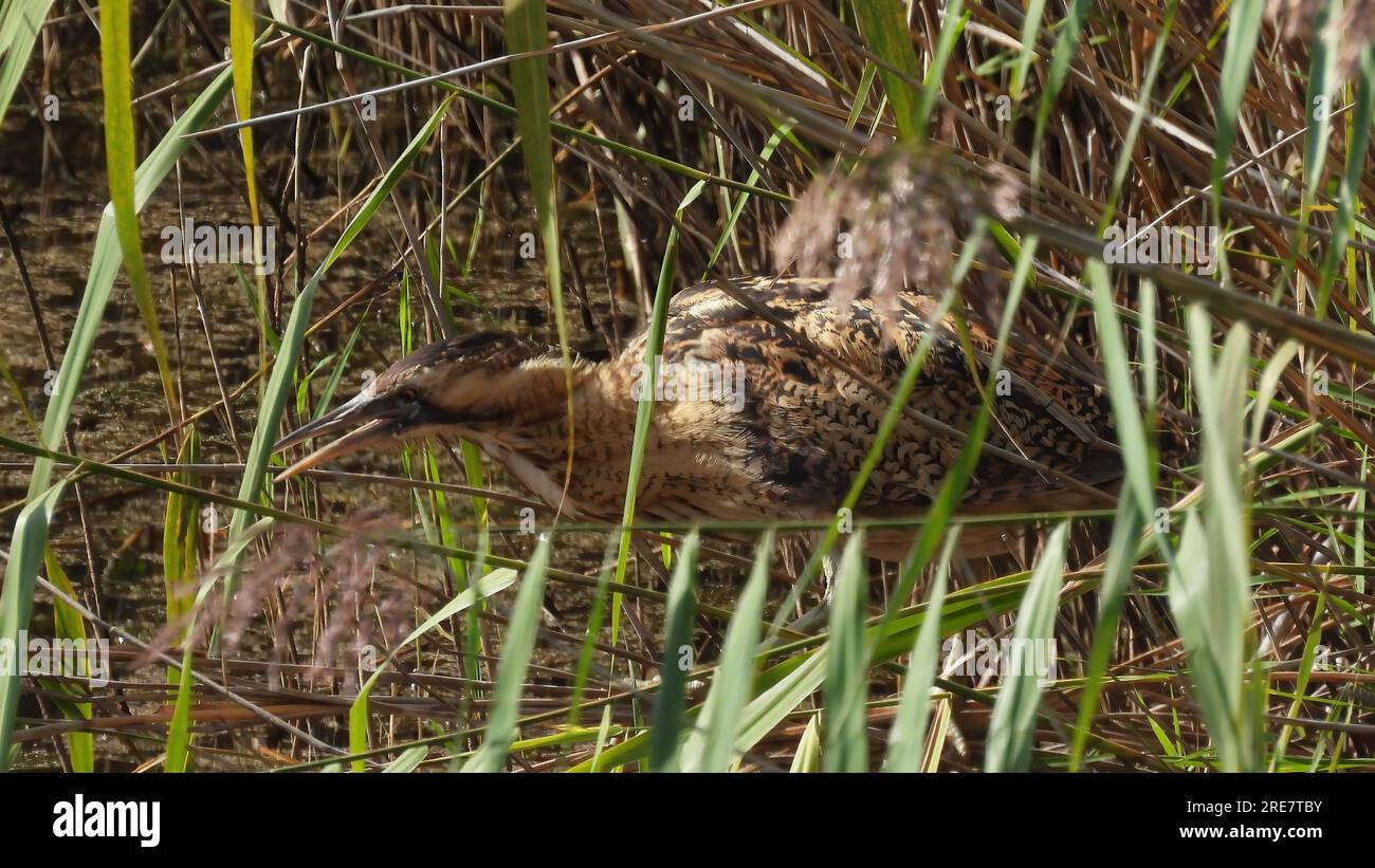 Bittern wading Stock Photo