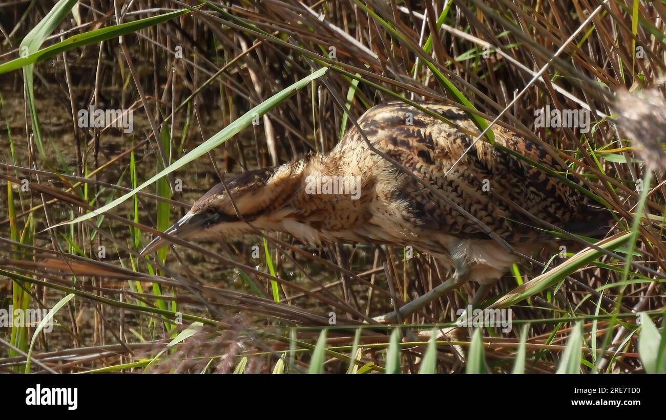 Bittern wading Stock Photo