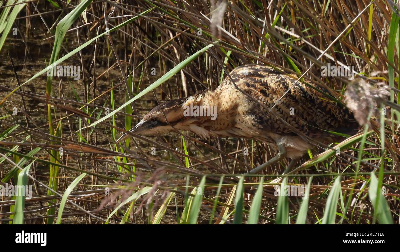 Bittern wading Stock Photo