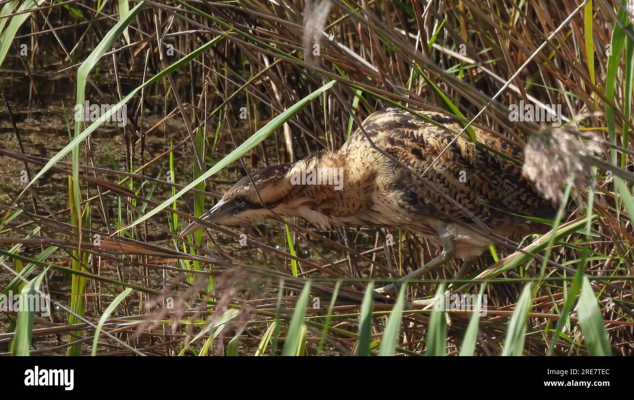 Bittern wading Stock Photo