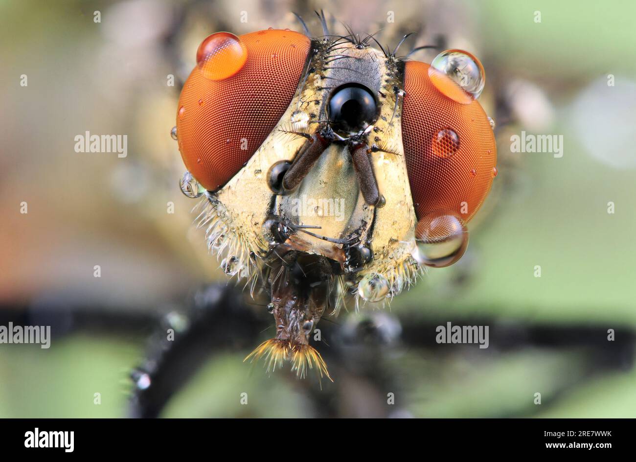 Macro of a fly in nature. Macro photography of insect Stock Photo - Alamy
