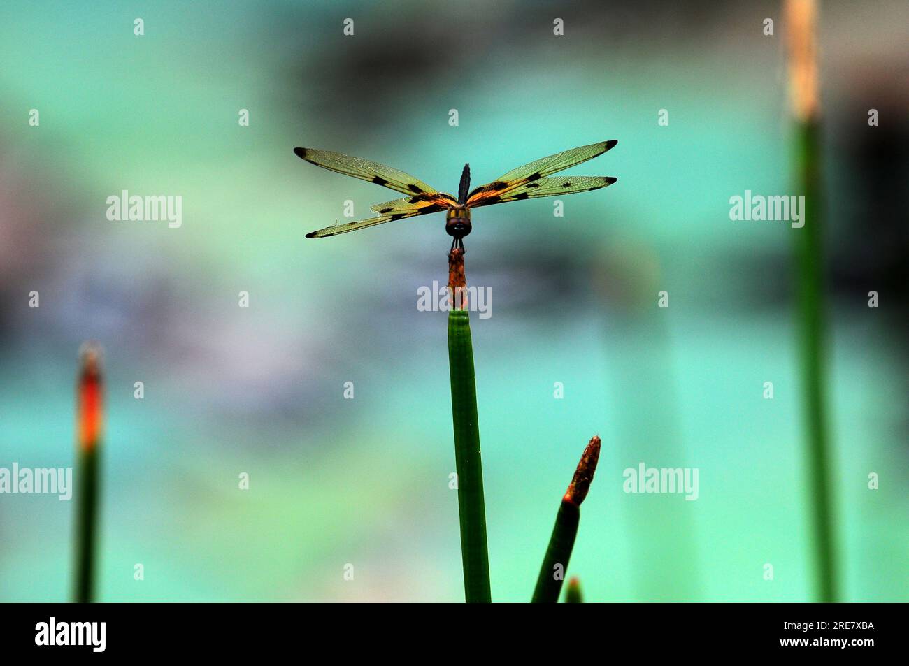 A Dragonfly sitting on a stalk of reeds in the forest Stock Photo - Alamy