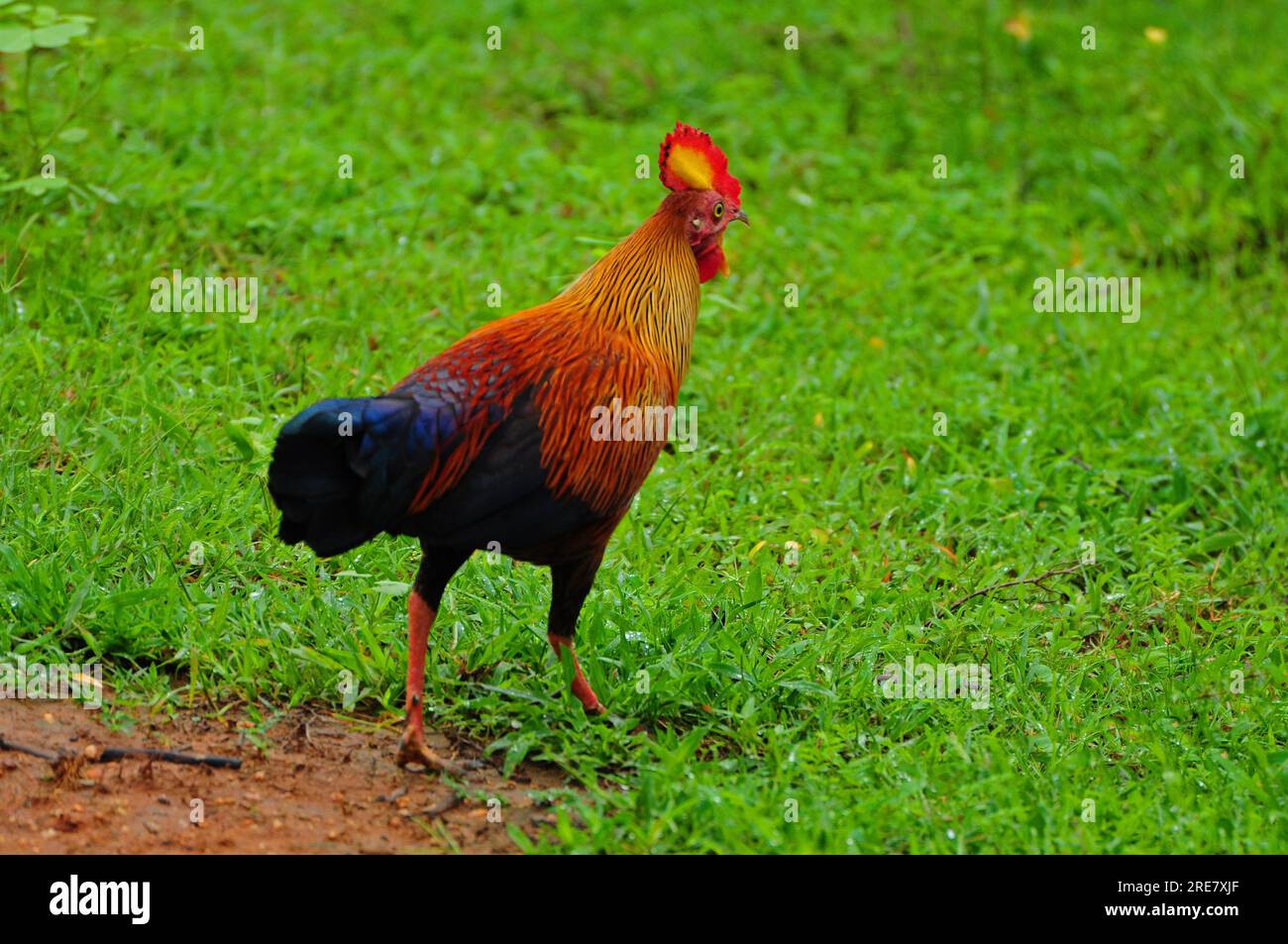 Sri Lankan jungle fowl Stock Photo Alamy