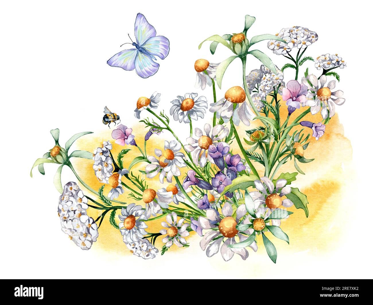 Composition of chamomile, yarrow, medicinal plants, watercolor splash illustration isolated on white. Purple, yellow flower, bee, butterfly hand drawn Stock Photo