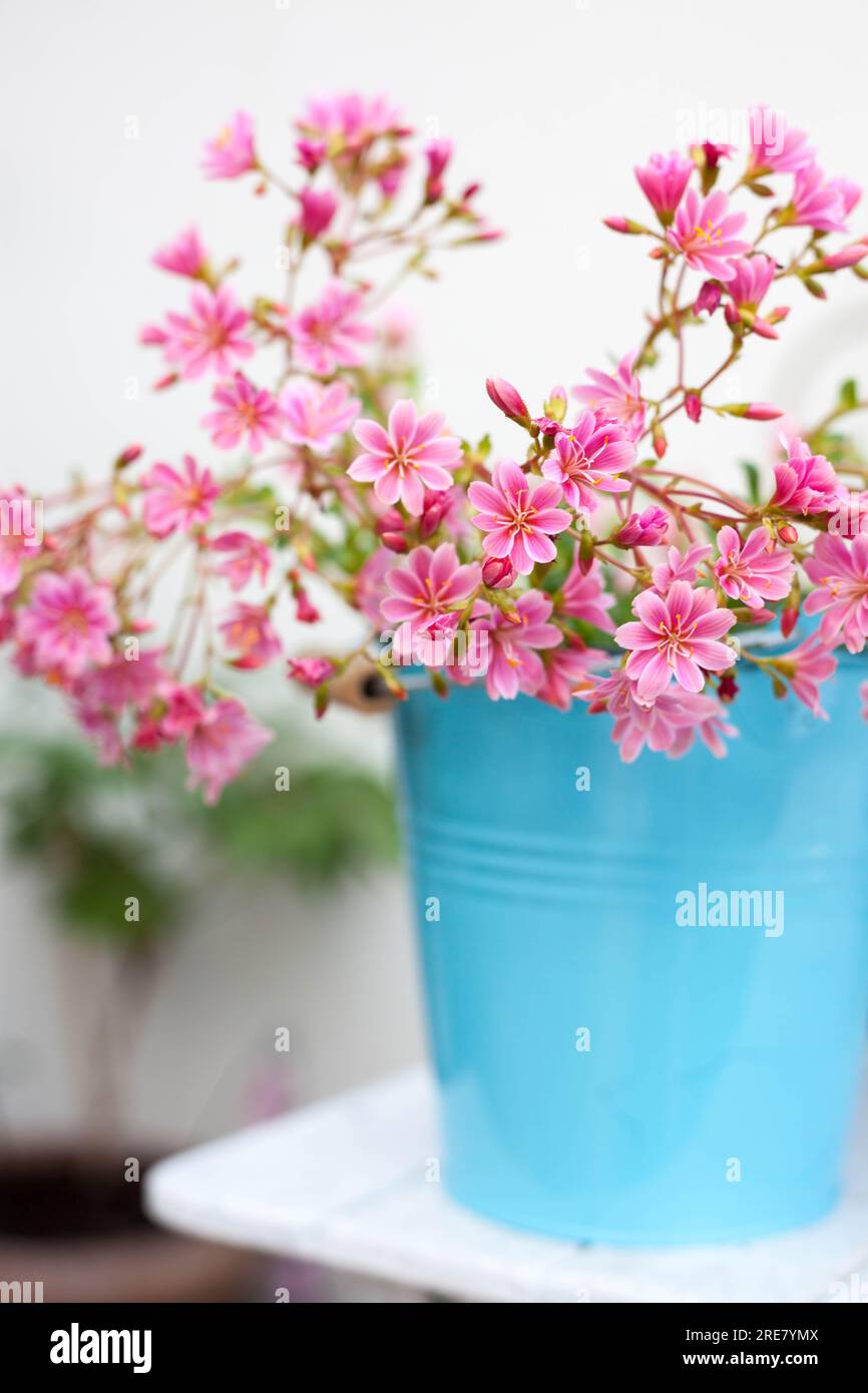 Rainbow Lewisia plant a beautiful pink blooming succulent-like plant in blue pot Stock Photo